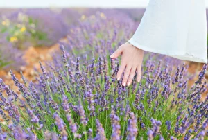 Woman's Hand at a Lavender Field