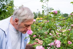 Older Adult Stimulation His Smell Sense at a Garden