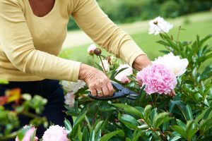 Woman Gardening Her Flowers